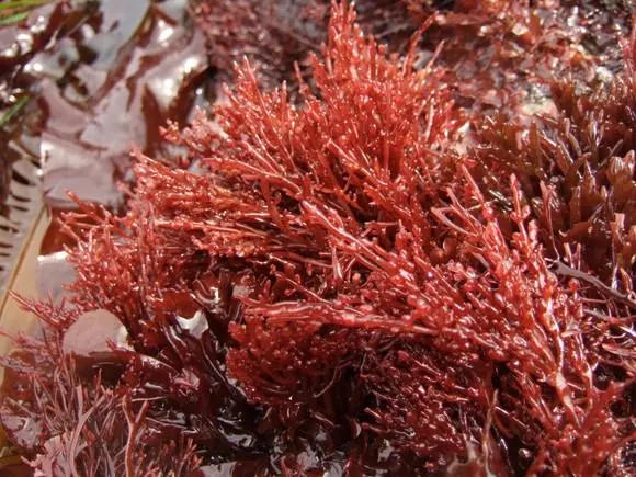 润科生物“宝得聪”发力健康儿童市场！新品锚定儿童大脑骨骼发育